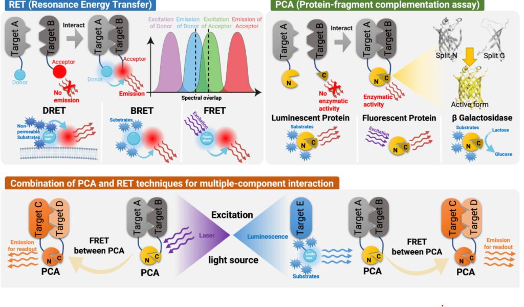 Advantages of Using HEK 293 Cells in GPCR Research