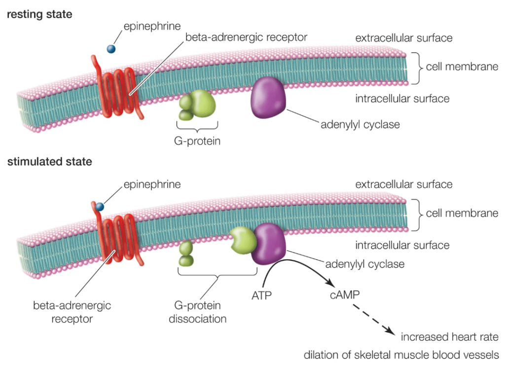 Overview of G Protein-Coupled Receptors (GPCRs)